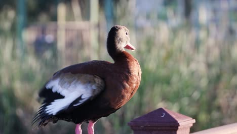 Pato-Silbador-De-Vientre-Negro-Acicalándose-Mientras-Se-Sienta-En-Una-Valla-En-La-Costa-Sur-De-Texas