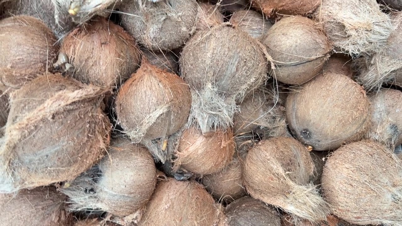 Close Up of Many Coconuts with Fibrous Husks