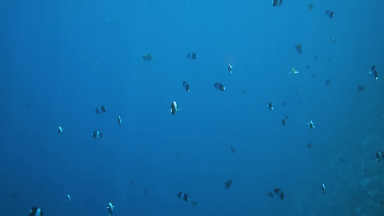 열대 산호초. 몰디브의 산호초.