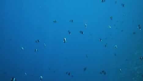 tropical coral reef. coral reef in the maldives.