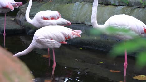 Bandada-De-Flamenco-Mayor,-Phoenicopterus-Roseus-Con-Pico-Rosa-Con-Una-Punta-Negra-Restringida,-De-Pie-Con-Una-Pierna-En-El-Estanque-De-Agua-En-El-Parque-De-Vida-Silvestre-Langkawi