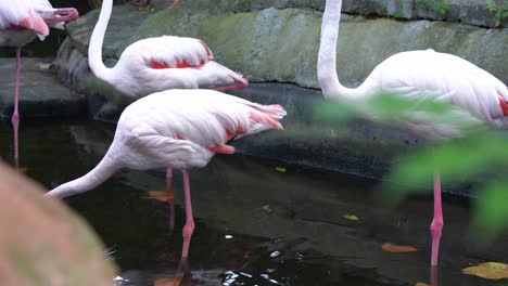 bandada de flamencos mayores, phoenicopterus roseus con pico rosa con una punta negra restringida, de pie con una pierna en el estanque de agua en el parque de vida silvestre langkawi