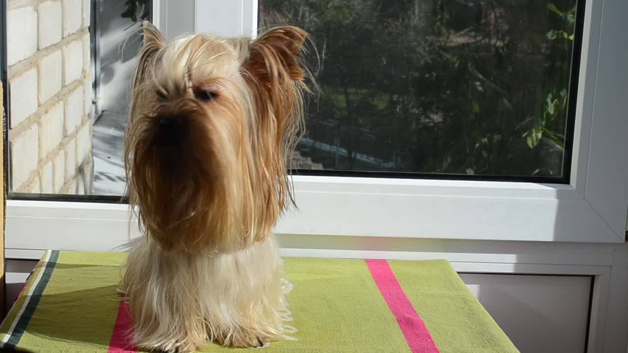 Yorkshire terrier sullo sfondo di una finestra. Yorkshire terrier e luce del sole
