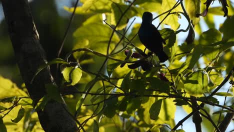 colibrí en árbol ..... . .