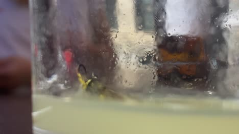 wasp-trapped-in-a-glass-of-lemonade-trying-to-escape