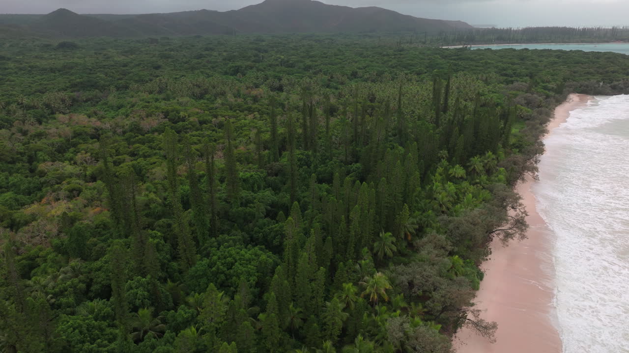 Drone aerial showing turquoise lagoon and dense forest of columnar pines along the coast of New Caledonia, with calm ocean horizon