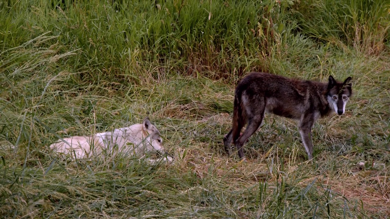 A grey wolf called Koa.