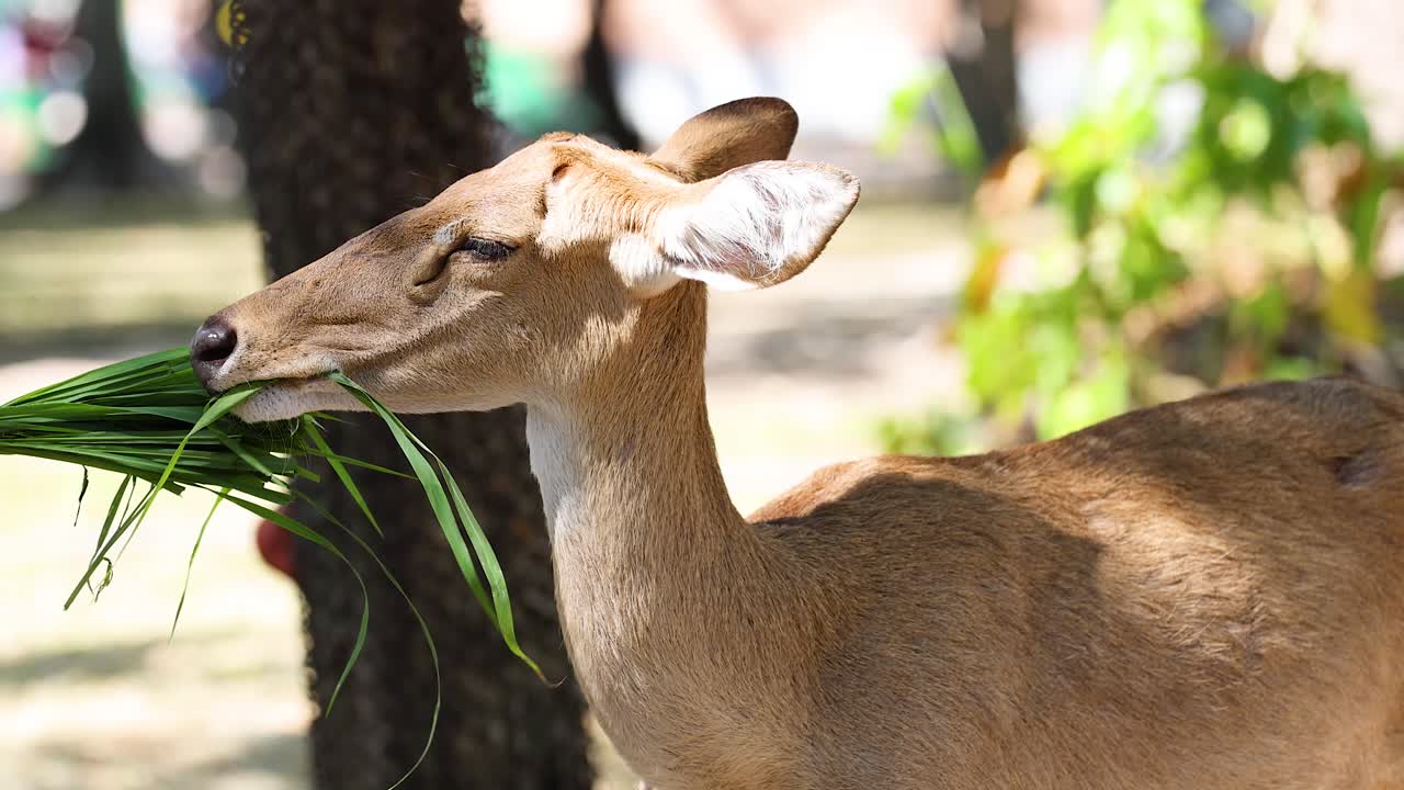Antelope eating grass at Chonburi zoo