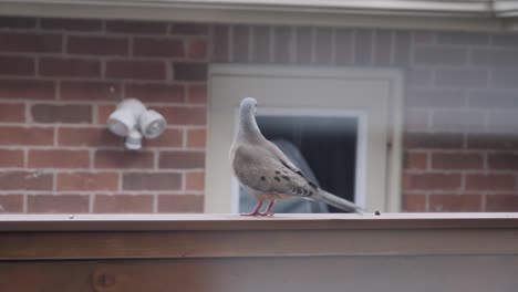 Tauben,-Die-Sich-An-Einem-Sommerabend-Auf-Dem-Balkon-Ausruhen,-Fliegen-Davon