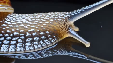 close-up of a snail and its reflection