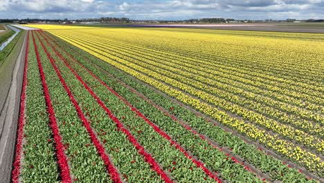 volando sobre los campos de tulipanes amarillos
