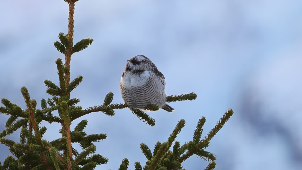 Small wild Northern Hawk Owl perched at top of small pine tree against blue sky background turning head left and right