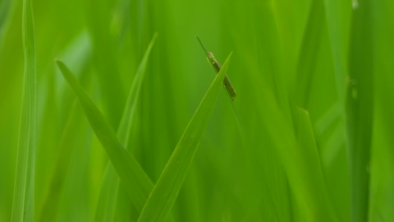 잔디에서 곤충이 웹을 만니다.