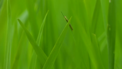 insecto en la hierba de arroz que hace la red