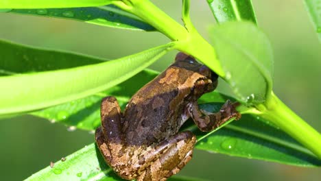 Static-shot-of-a-Cuban-Treefrog-Osteopilus-septentrionalis-on-some-leaves