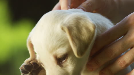 close-up view of a caucasian female hands petting a small cute white labrador puppy on green grass in the park