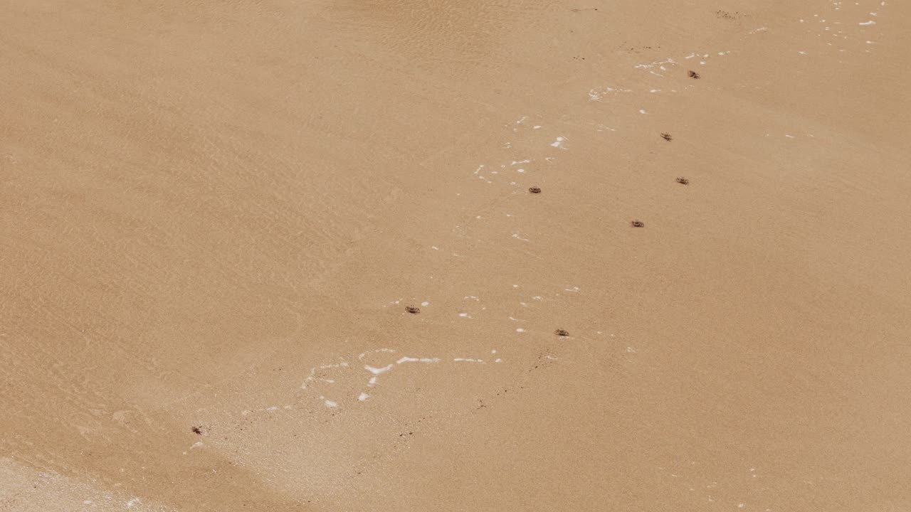 Aerial Drone Footage of Beach Crabs at Lanta