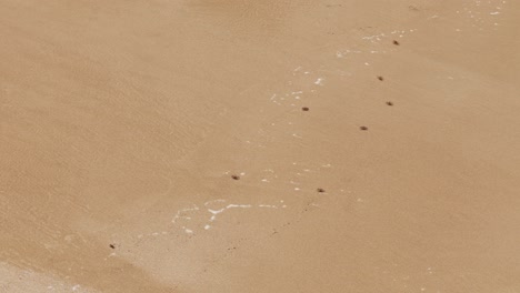 aerial drone footage of beach crabs at lanta
