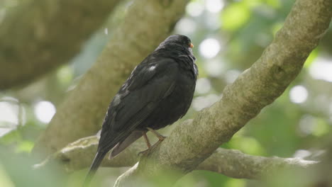 male blackbird on the tree branch in wellington, new zealand - close up