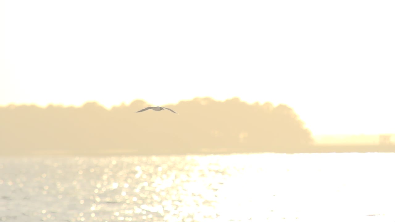 황금시간대에 바다 위를 슬로우 모션으로 날아가는 한 마리의 새