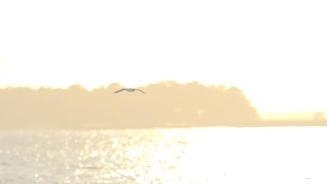 Un-Solo-Pájaro-Volando-A-Cámara-Lenta-Durante-La-Hora-Dorada-Sobre-El-Océano