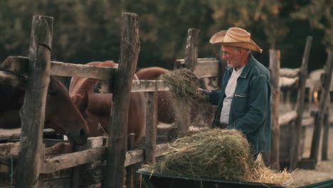 old cowboy feeding horses