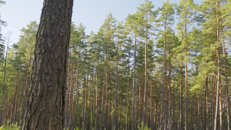 Inquadratura in discesa lungo un pino in una pineta, luce soffusa