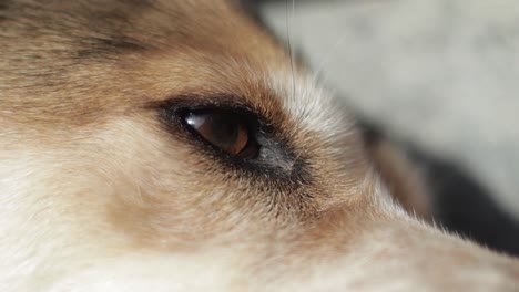 closeup of brown and white red dog's eye