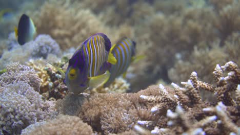 primer plano de un colorido pez mariposa que nada cerca del fondo del mar