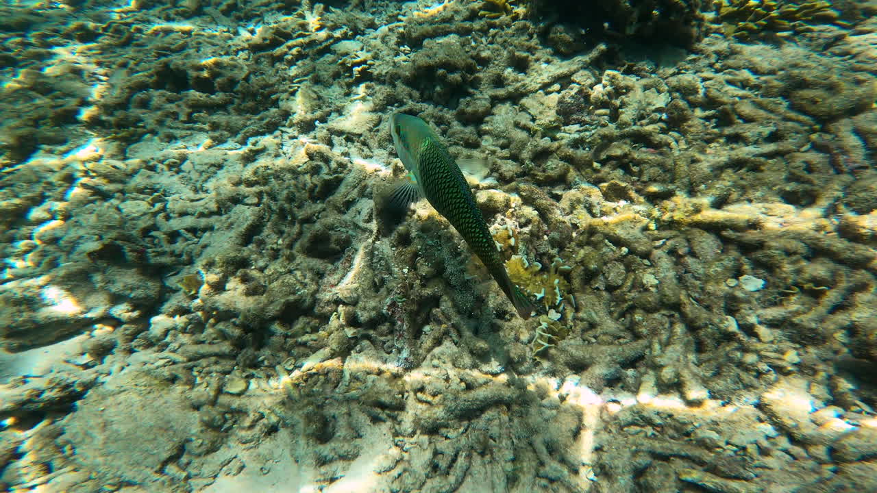 다채로운 무새 물고기 는 산호를 잡아 는, 코 타오 태국