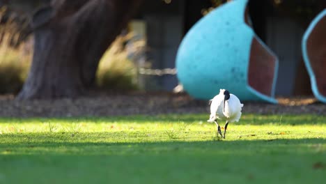 ibis walking on grass near large sculpture