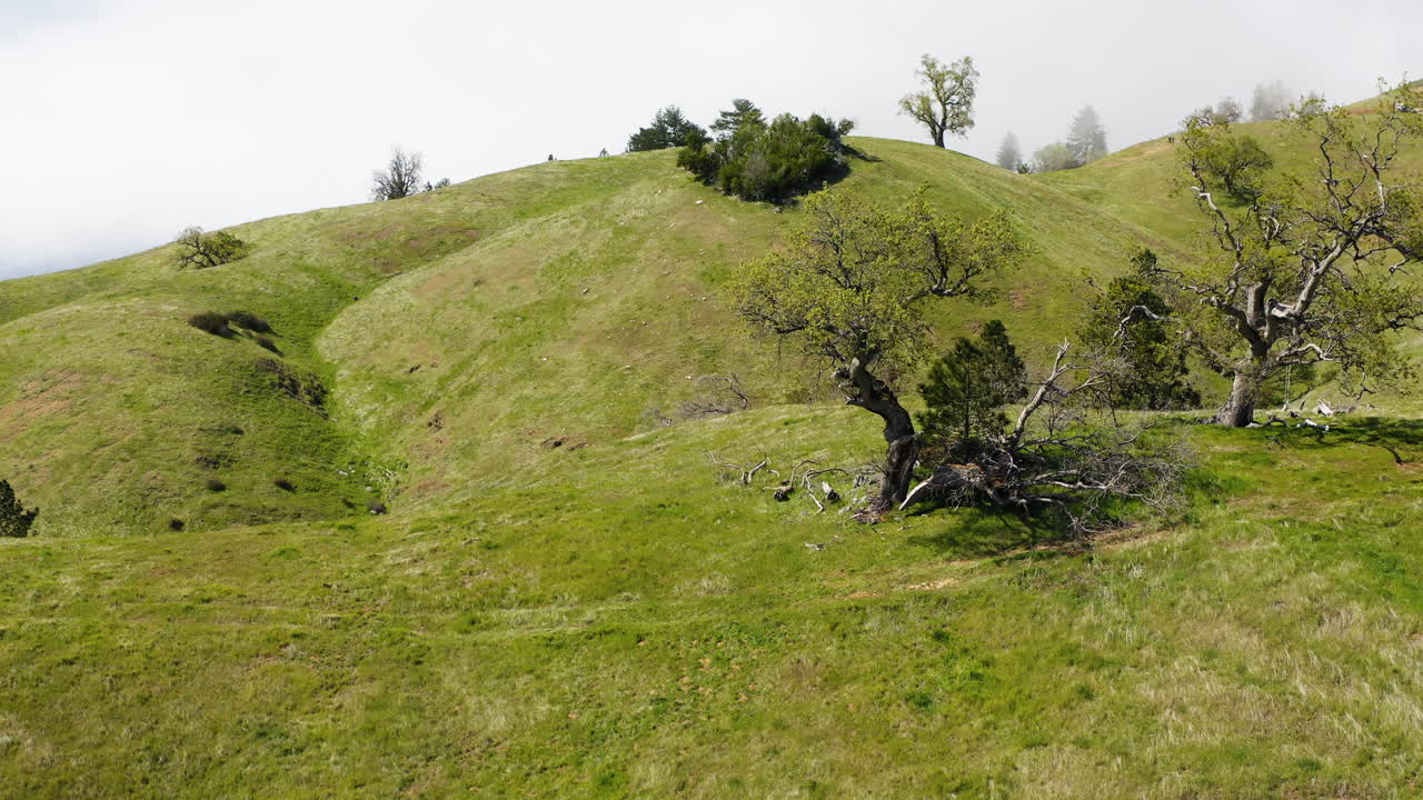 Elliptical drone shot around tree in Big Sur landscape - USA