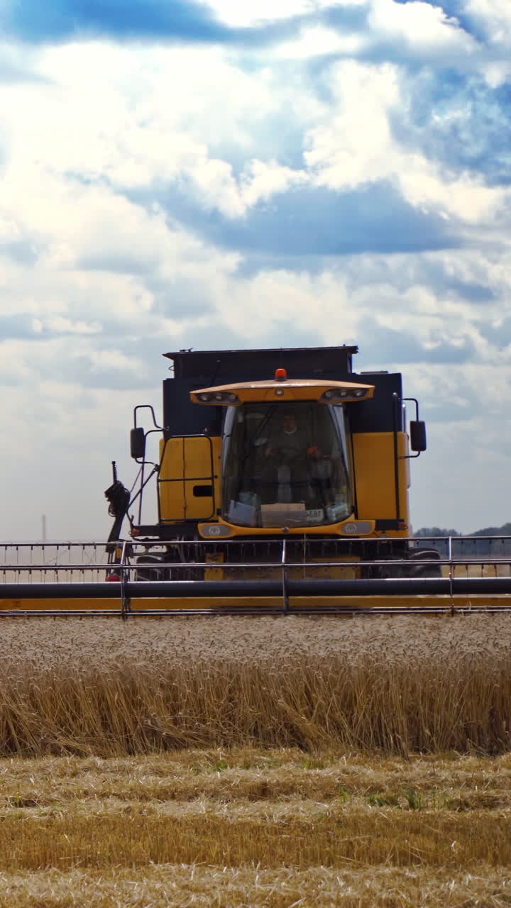 Combine harvester gathers yellow wheat. Modern machine cutting wheat spikelets in a bright summer day. Harvesting grain field at crop season. Vertical video