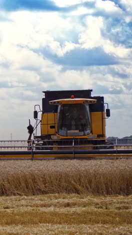 combine harvester gathers yellow wheat. modern machine cutting wheat spikelets in a bright summer day. harvesting grain field at crop season. vertical video