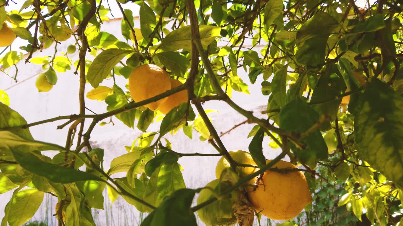 Close up shot at organic lemon tree, yellow acid fruits in bloom, green leaves