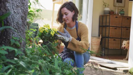 Lächelnde-Kaukasische-Frau,-Die-Gelbe-Blumen-Im-Sonnigen-Garten-Pflanzt,-Ihr-Hund-Beobachtet-Sie