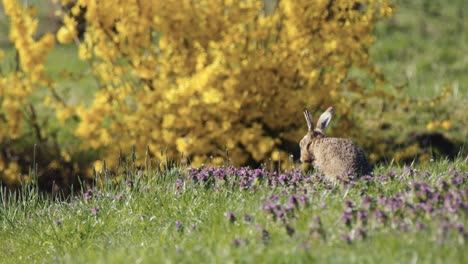 Einsamer-Hase-Auf-Der-Wiese-Pflegt-Und-Wäscht-Sich,-Indem-Er-Seine-Pfoten-über-Sein-Gesicht-Gleitet-–-Zeitlupe