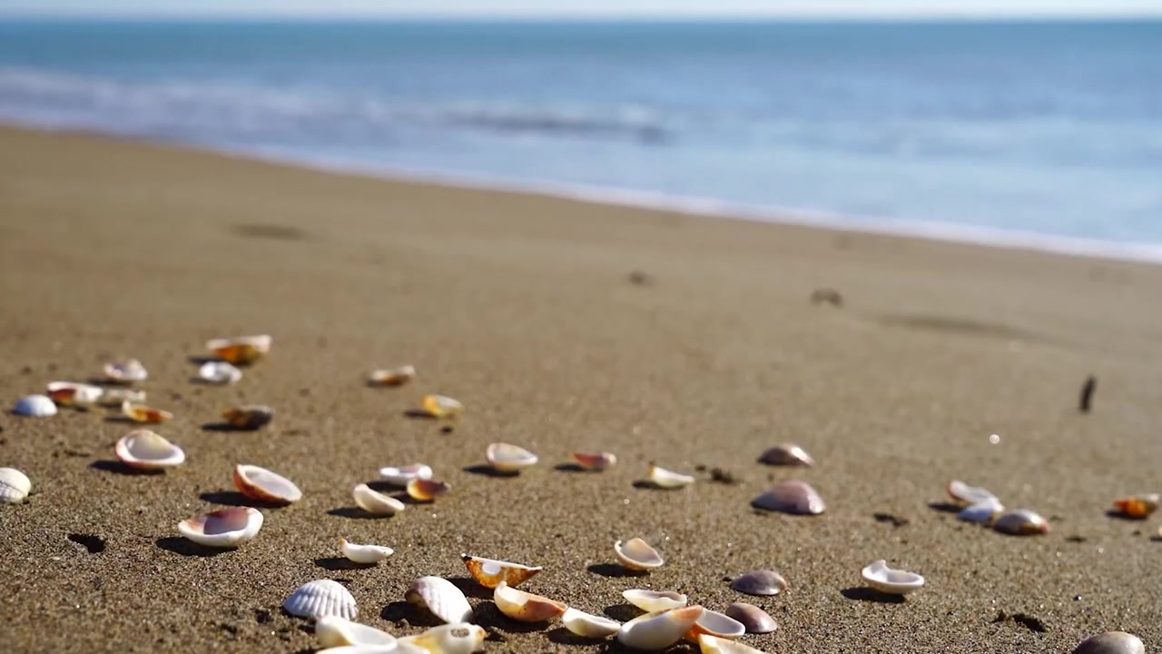 Footage shows seashells up really close on a sandy beach during the summer time, while blue waves are washing on the shore in the background with white water. footage is in 4K resolution and beautiful