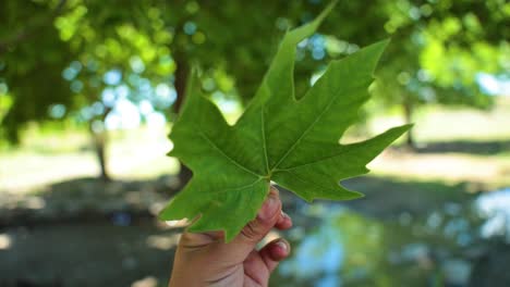 Mano-Sosteniendo-Una-Hoja-Verde-Vibrante-En-El-Jardín,-Punto-De-Vista-De-La-Hoja