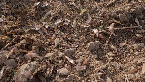 soy bean husks lying on field after harvest