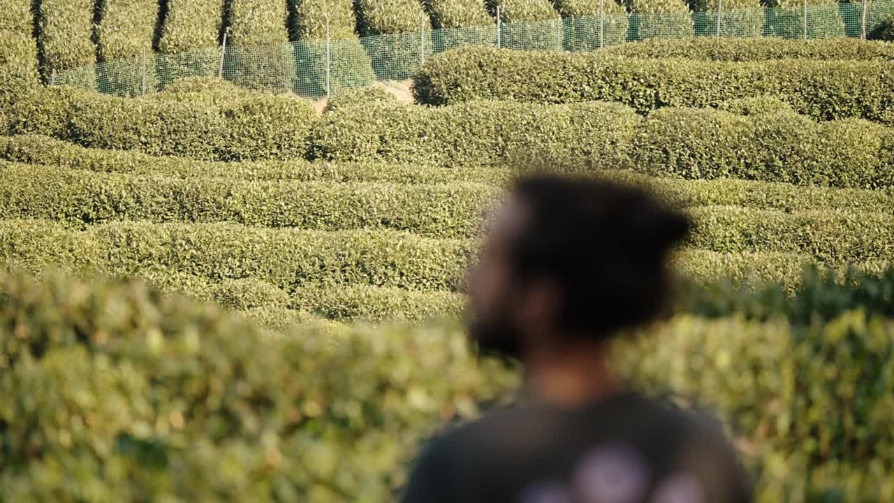 Man with tied hair looking at green Longjing tea fields in Hangzhou, China