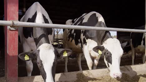 feeding cows with hay on a dairy farm