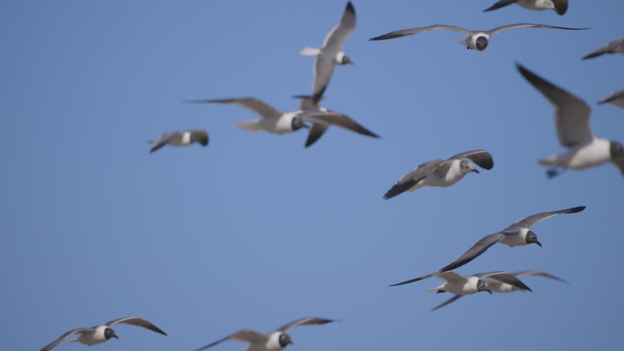 Flock of black headed seagulls flying in blue sky