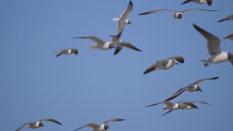 flock of black headed seagulls flying in blue sky