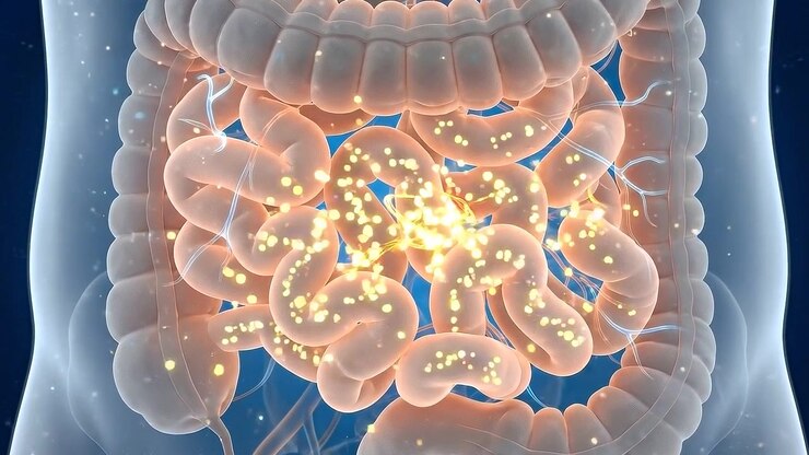 Transparent abdominal torso displaying complete intestinal system in medical view