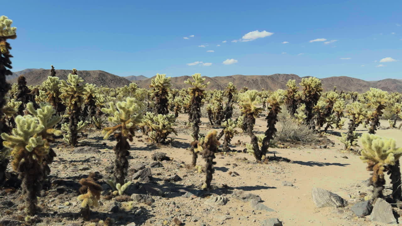 pan a través del desierto de arena seca lleno de plantas de árbol de josué y arbustos bajo el cielo azul