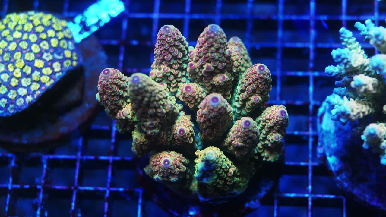 Close-up of Acropora spatulata coral under actinic lighting, showing brown and green branches with purple tips in reef aquarium