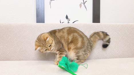 ginger cat sitting on white sofa and playing. red british chinchilla cat.