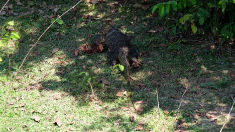 Asian-Water-Monitor,-Varanus-salvator,-Khao-Yai-National-Park,-Thailand