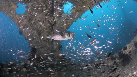 scuba diver swims through a deep underwater structure full of colourful fish out into the blue ocean water